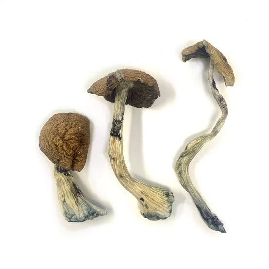 Buy McKennaii Magic Mushrooms USA Buy McKennaii Magic Mushrooms USA
