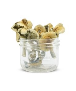 Buy Mazatapec Mushrooms Online In USA