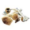 Buy Ecuadorian Mushrooms online USA