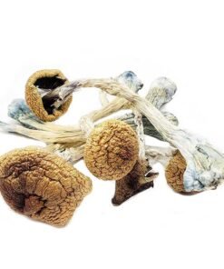 Buy Ecuadorian Mushrooms online USA